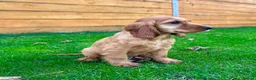 Cocker Spaniel dogs for sale: Golden Show CockerSpaniel Babies 🐾🐾🐾 - Advert 7