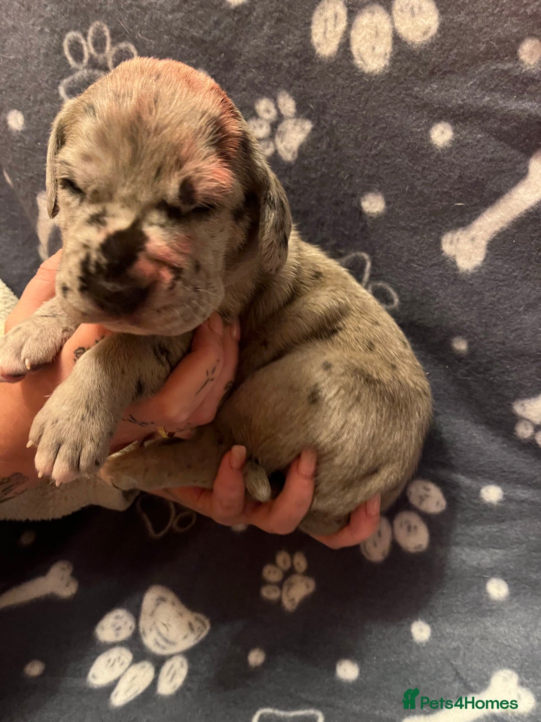 Great Dane dogs for sale: Great Dane puppy’s  - Image 13