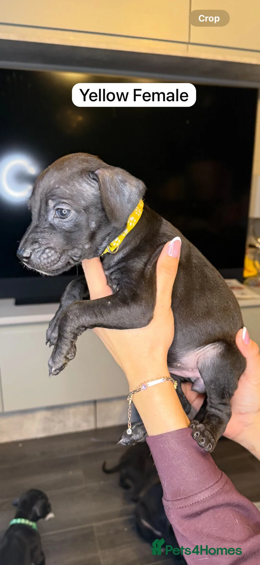 Mixed Breed dogs for sale: Canis Panther Pups - Advert 11