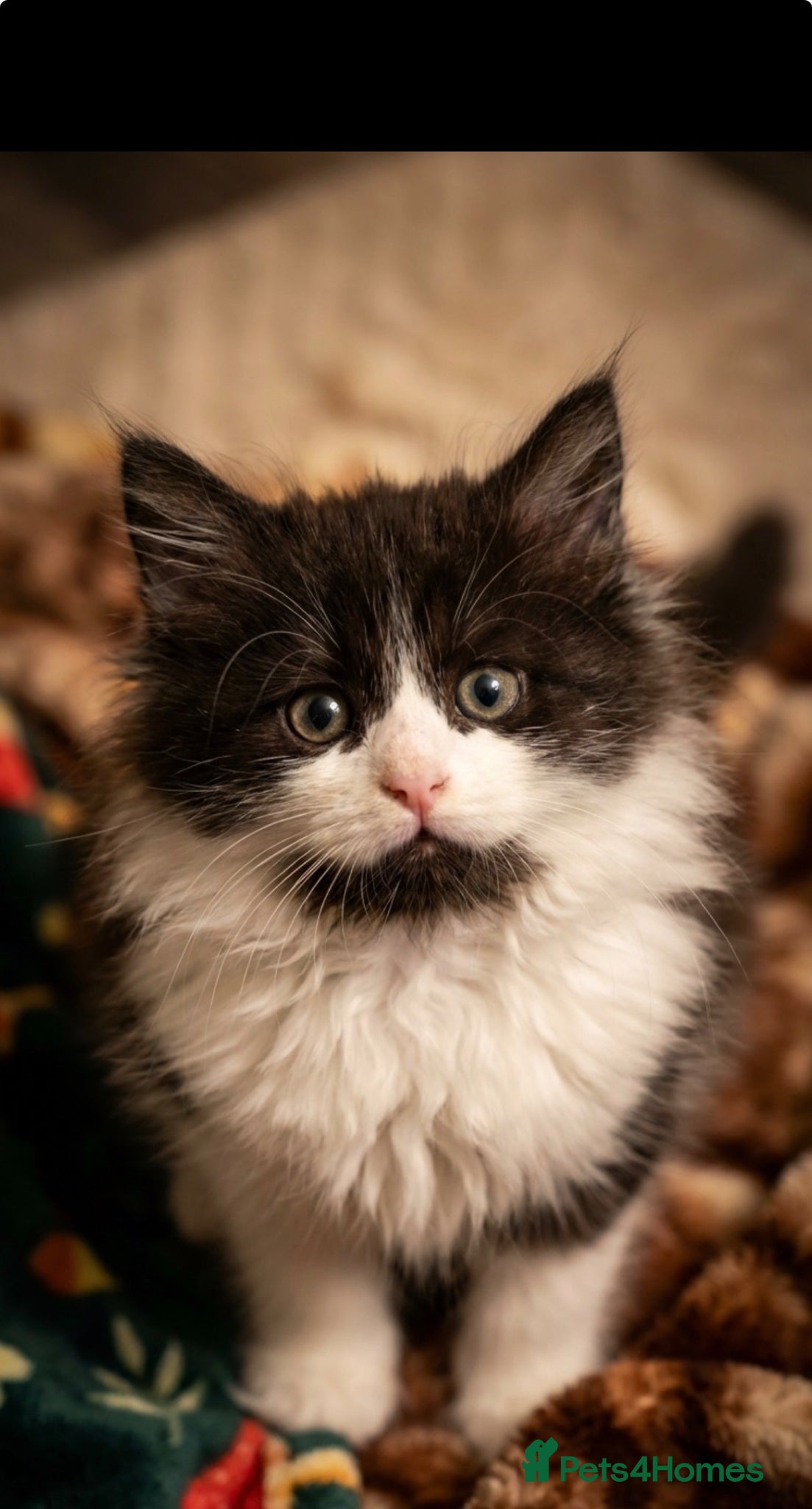 Maine Coon cats STUNNING PUREBRED MAINE COON KITTENS ✨ - Advert 2