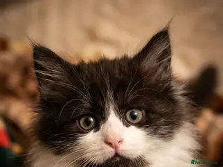 Maine Coon cats STUNNING PUREBRED MAINE COON KITTENS ✨ - Advert 11