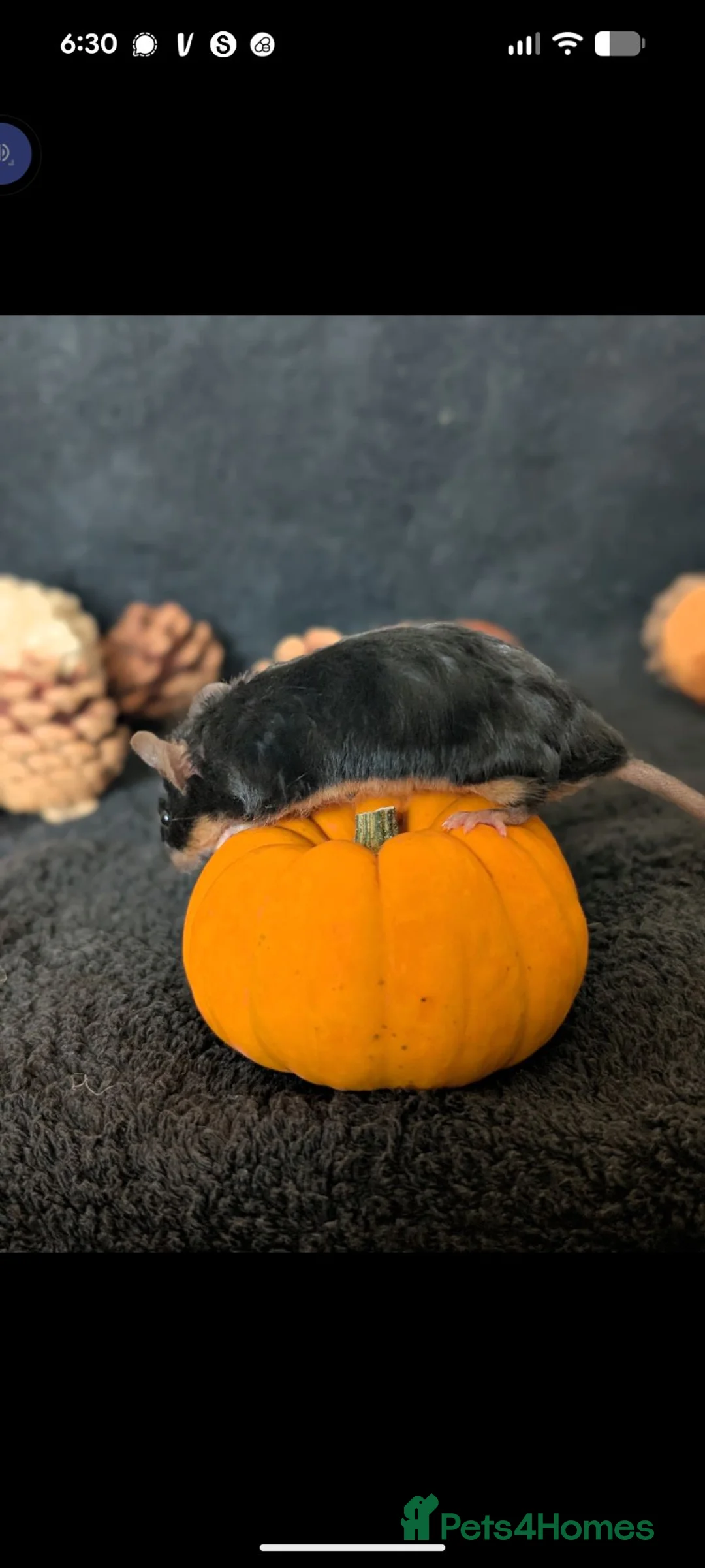 Mouse rodents for sale: *urgent* Loving home needed for Bramble 🐭🖤 in Enfield - Advert 2