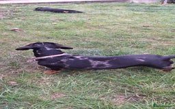 Dachshund dogs for sale: £350.00 - Advert 4