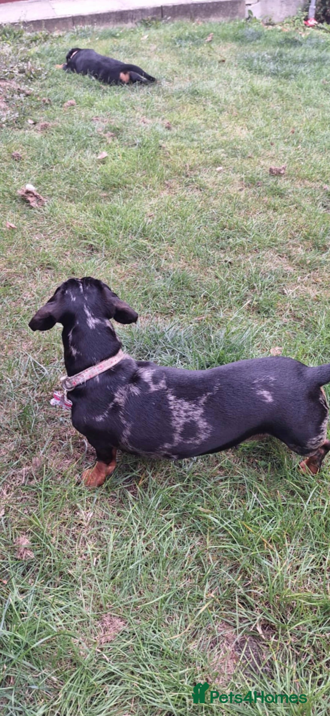 Dachshund dogs for sale: £350.00 - Advert 4