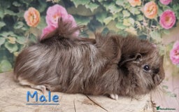 Guinea Pig rodents for sale: Mixed Guinea pigs available - Image 3