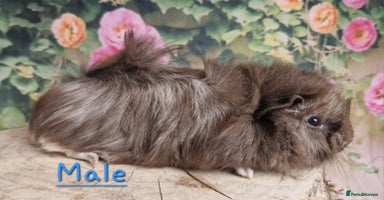 Guinea Pig rodents - Advert 5