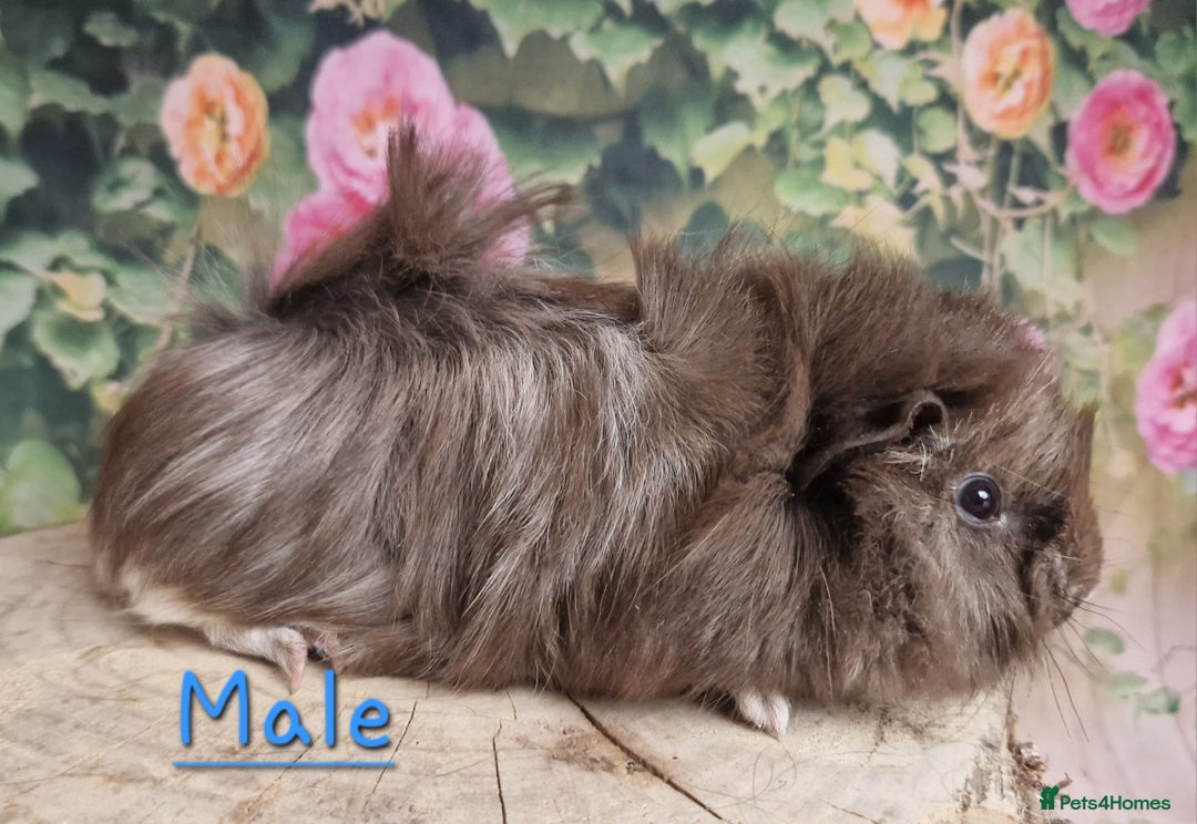 Guinea Pig rodents for sale: Mixed Guinea pigs available - Image 3
