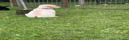 Labrador Retriever dogs for sale: Well handled Labrador puppies need a loving home - Advert 12