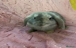 Mini Lop rabbits for sale: 5 beautiful mini lop bunnies for sale - Image 4