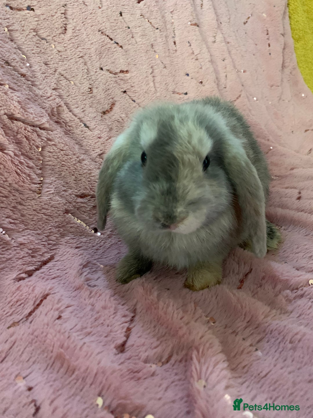Mini Lop rabbits for sale: 5 beautiful mini lop bunnies for sale - Image 4