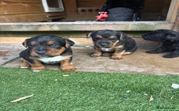 Patterdale Terrier dogs for sale: ❤️❤️Rosie & bobs litter ❤️❤️ - Image 11