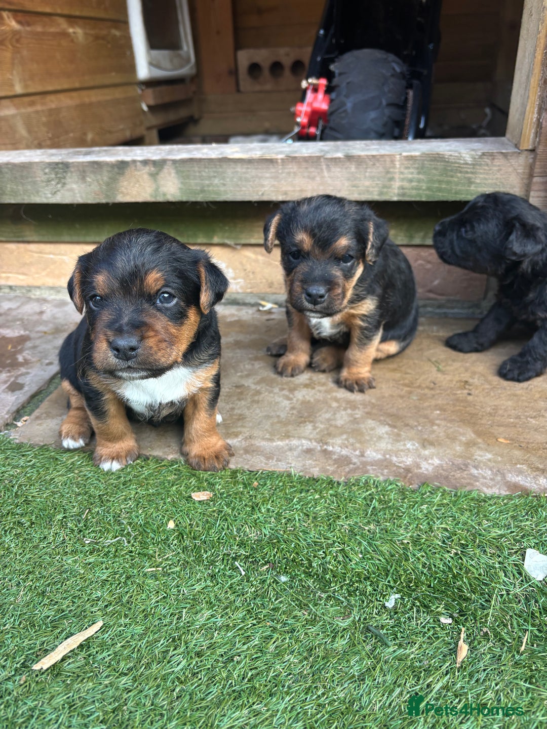 Patterdale Terrier dogs for sale: ❤️❤️Rosie & bobs litter ❤️❤️ - Image 11