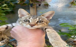 Savannah cats for sale: PDGREE BROWN SPOT  LOVIN SAVANNAH GIRL F5SBT - Image 11