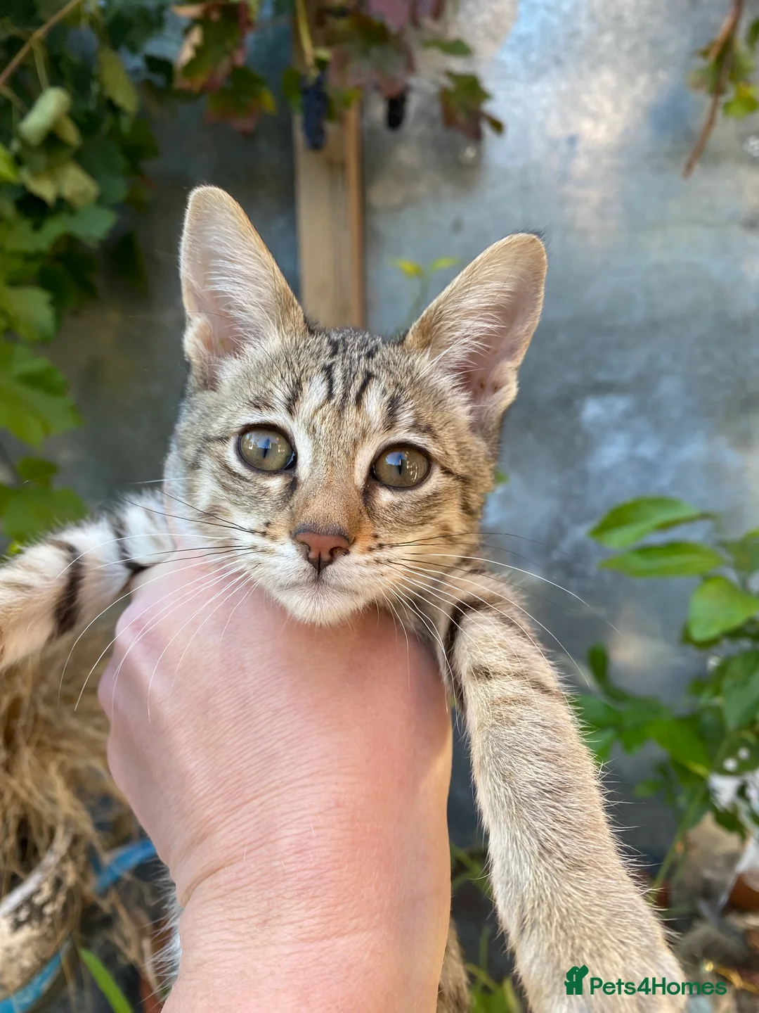 Savannah cats for sale: PDGREE BROWN SPOT  LOVIN SAVANNAH GIRL F5SBT - Advert 13