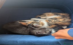 Maine Coon cats for sale: 😽 Cuddly Maine coon kittens 😽 in Preston - Image 33