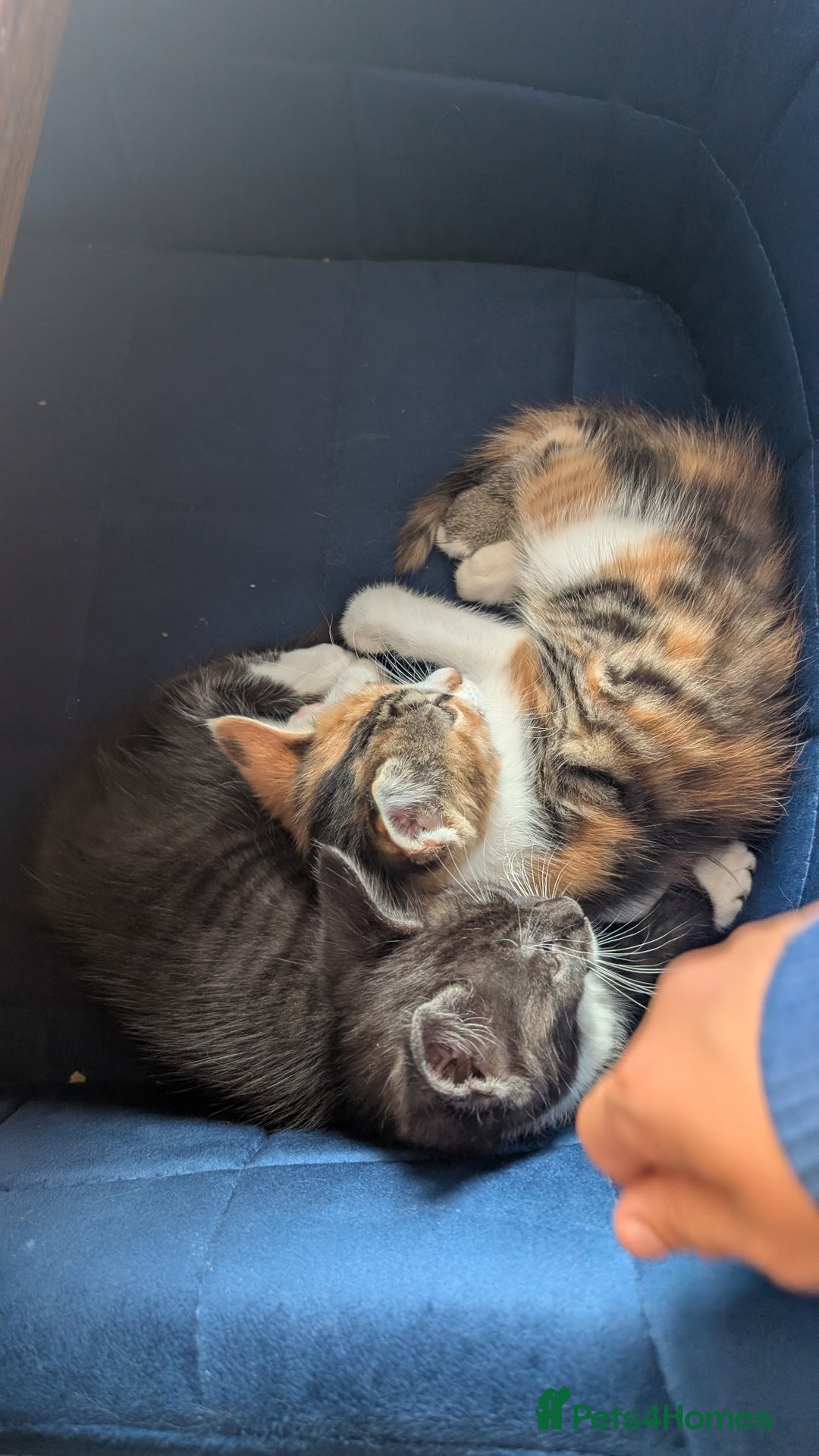 Maine Coon cats for sale: 😽 Cuddly Maine coon kittens 😽 in Preston - Image 33