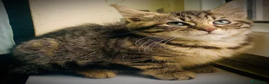Mixed Breed Kitten 2