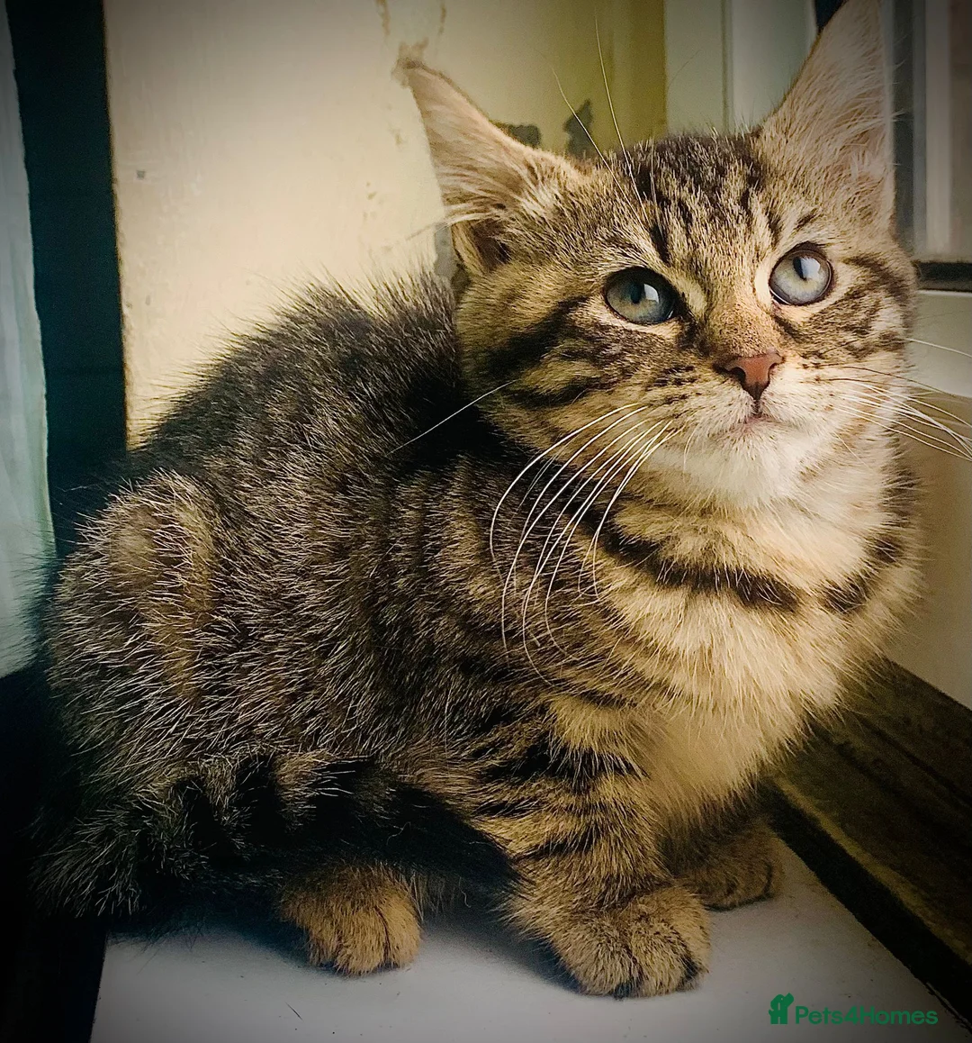 Mixed Breed cats for sale: Urgent: Kittens looking for a forever home - Advert 2