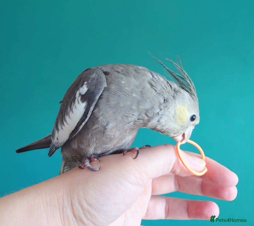 Cockatiels birds for sale: Hand reared semi tame DNA sexed baby cockatiel  in Worthing - Image 6
