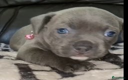 Staffordshire Bull Terrier dogs for sale: Blue staff pups - Image 3