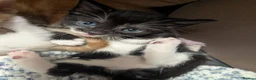 Mixed Breed cats for sale: Gorgeous female Kittens for sale - Advert 5