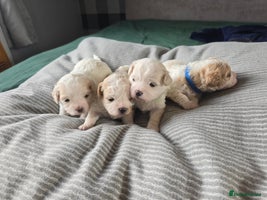 Mixed Breed dogs Beautiful shichon cross cavachon - Advert 5