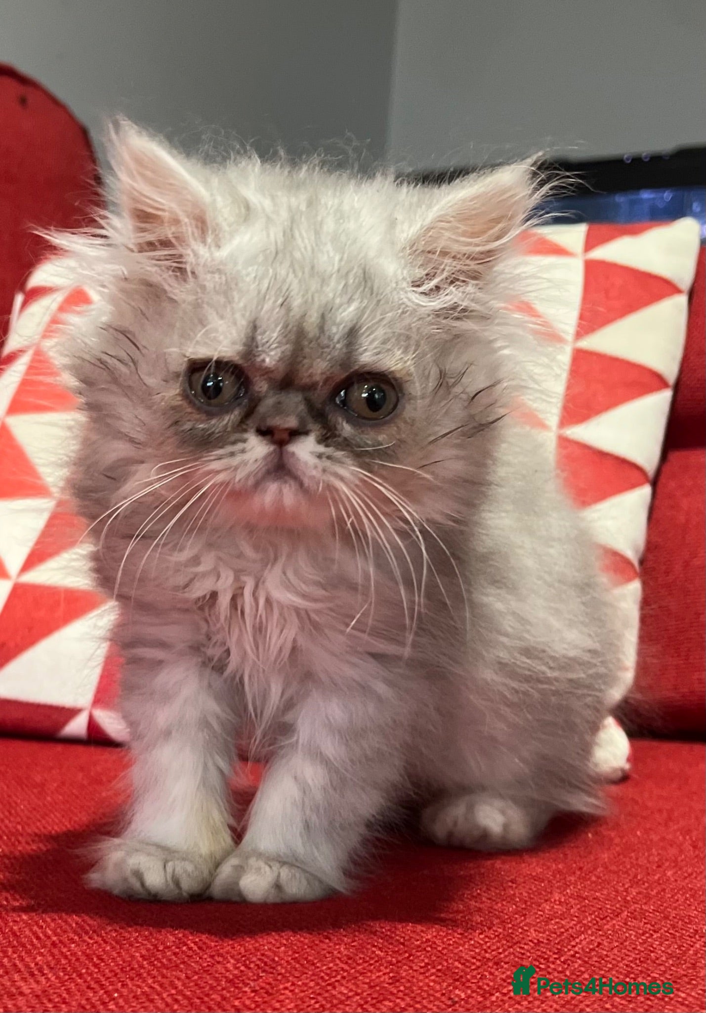 Persian cats Stunning silver Persian girl  - Advert 1
