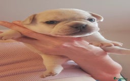French Bulldog dogs for sale: Chunky french bulldog - Image 13