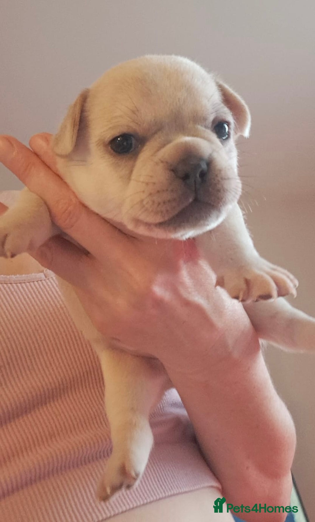 French Bulldog dogs for sale: Chunky french bulldog - Image 13