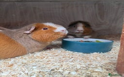 Guinea Pig rodents for sale: Teddy guinea pigs  - Image 5