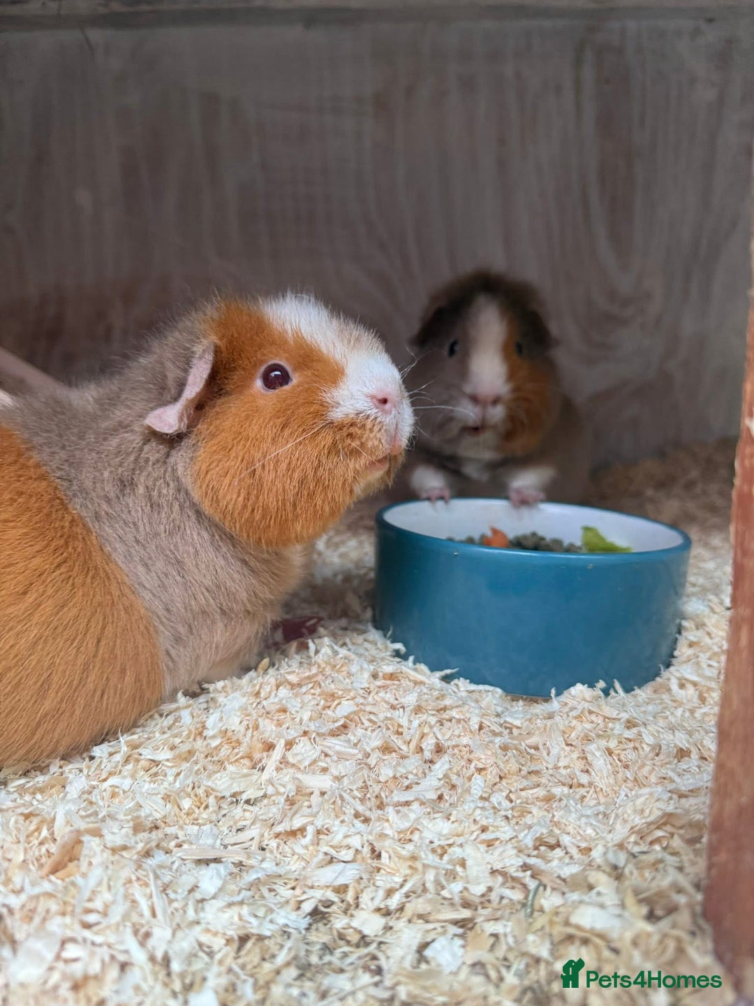Guinea Pig rodents for sale: Teddy guinea pigs  - Image 5
