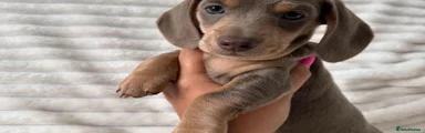 Miniature Dachshund 3