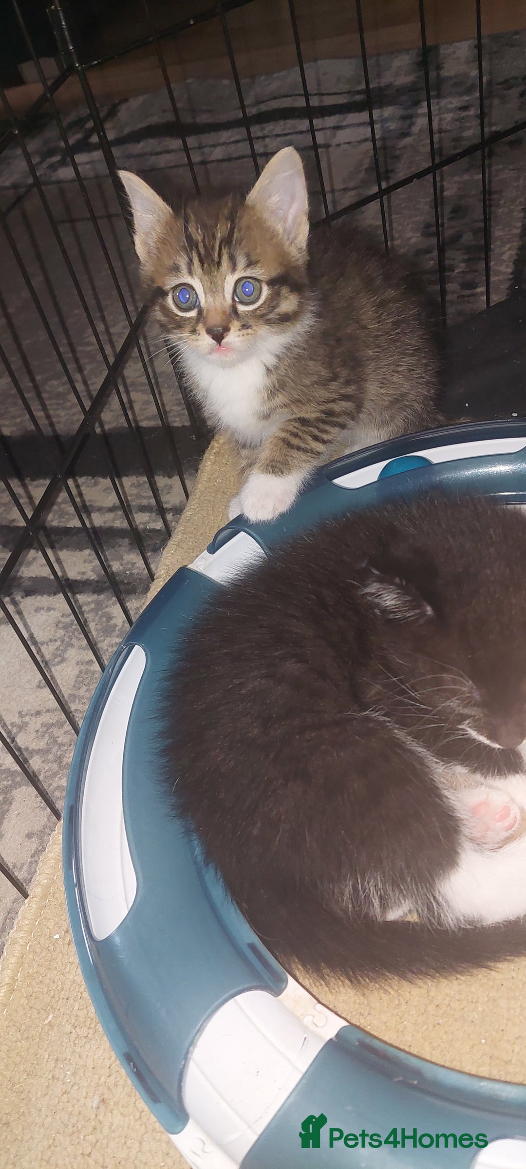 Mixed Breed cats for sale: 2 kittens male - Advert 11