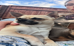 Chihuahua dogs for stud: 🌟 Proven Stud Available – Handsome 2 Year Old Boy - Image 2
