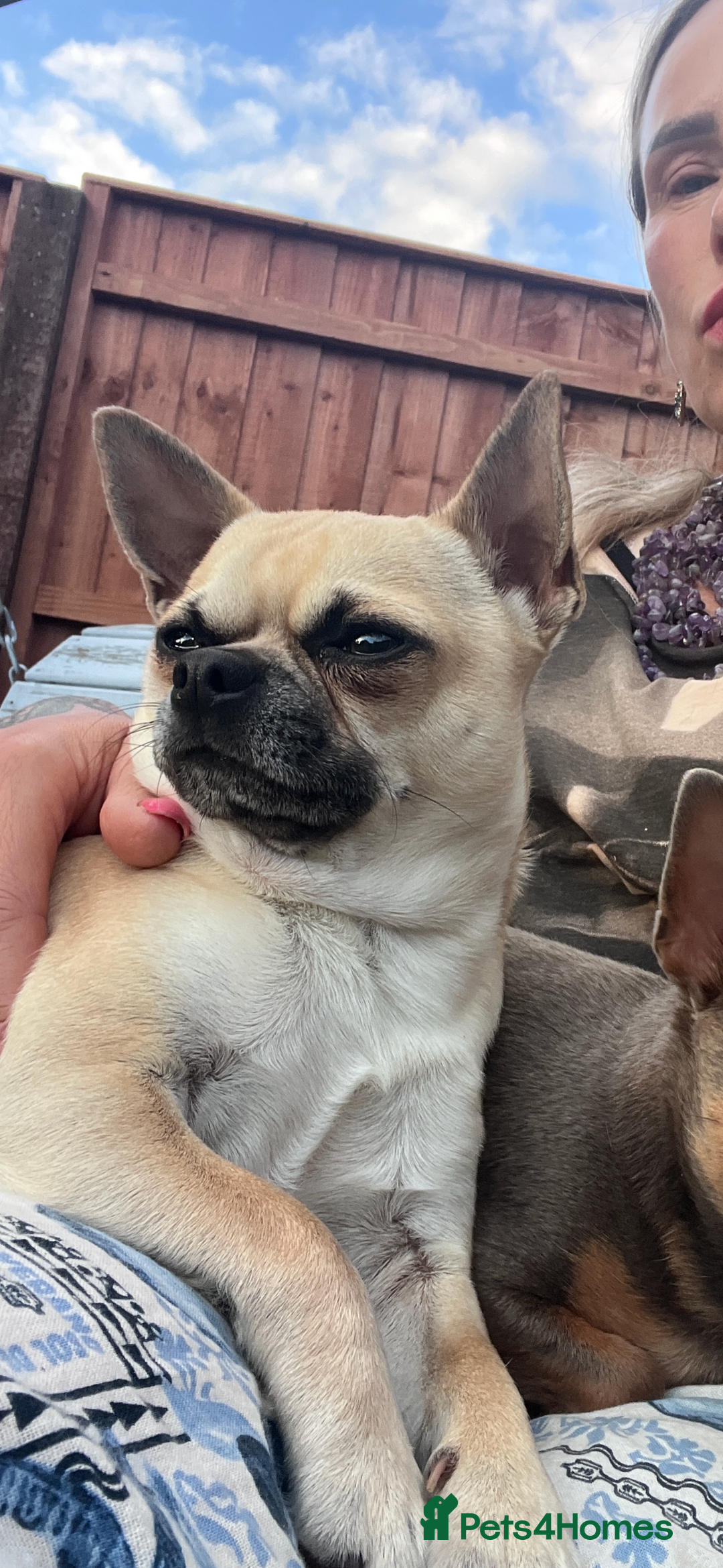 Chihuahua dogs for stud: 🌟 Proven Stud Available – Handsome 2 Year Old Boy - Image 2