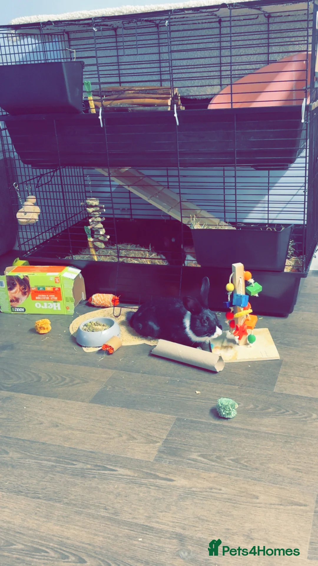 Dutch rabbits for sale: 1 indoor Dutch house rabbit - Advert 3