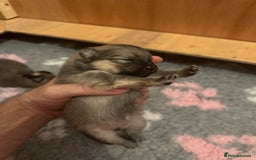 Pomeranian dogs for sale: Pomeranian puppy’s for sale - Advert 11