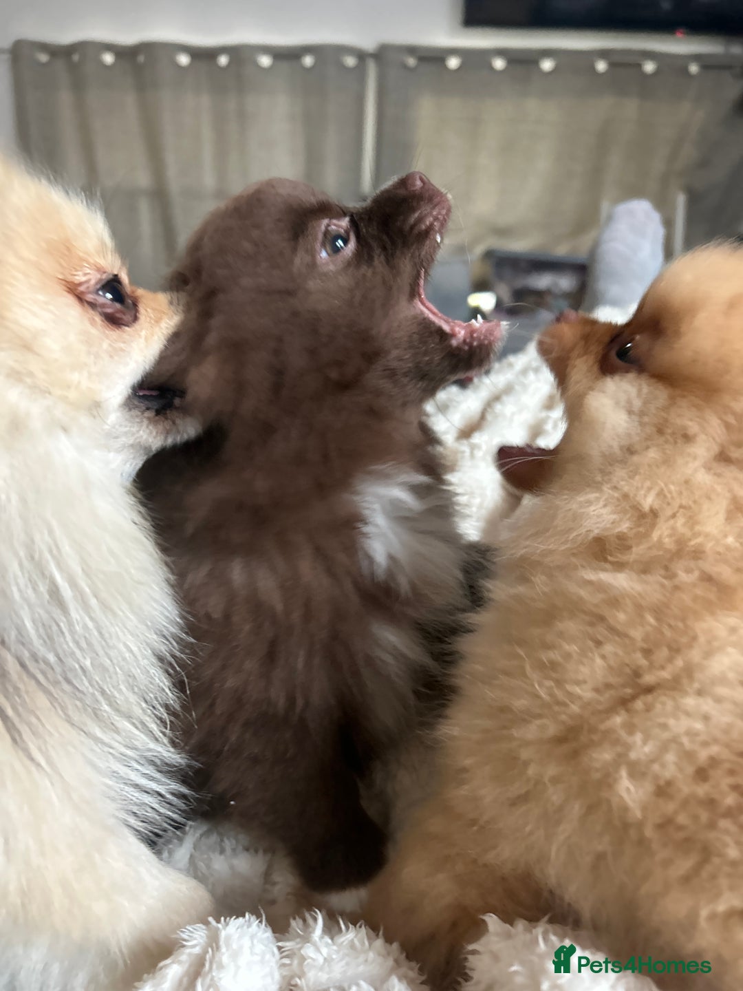 Pomeranian dogs for sale: 1 stunning rare markings Pom ready now  - Advert 21