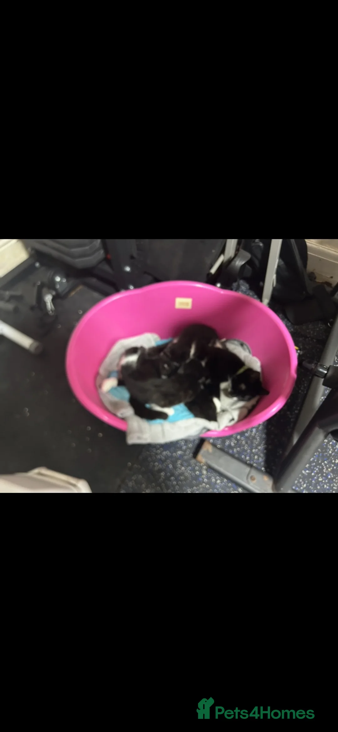 Mixed Breed cats for sale: 2 kittens looking for forever homes  - Advert 1