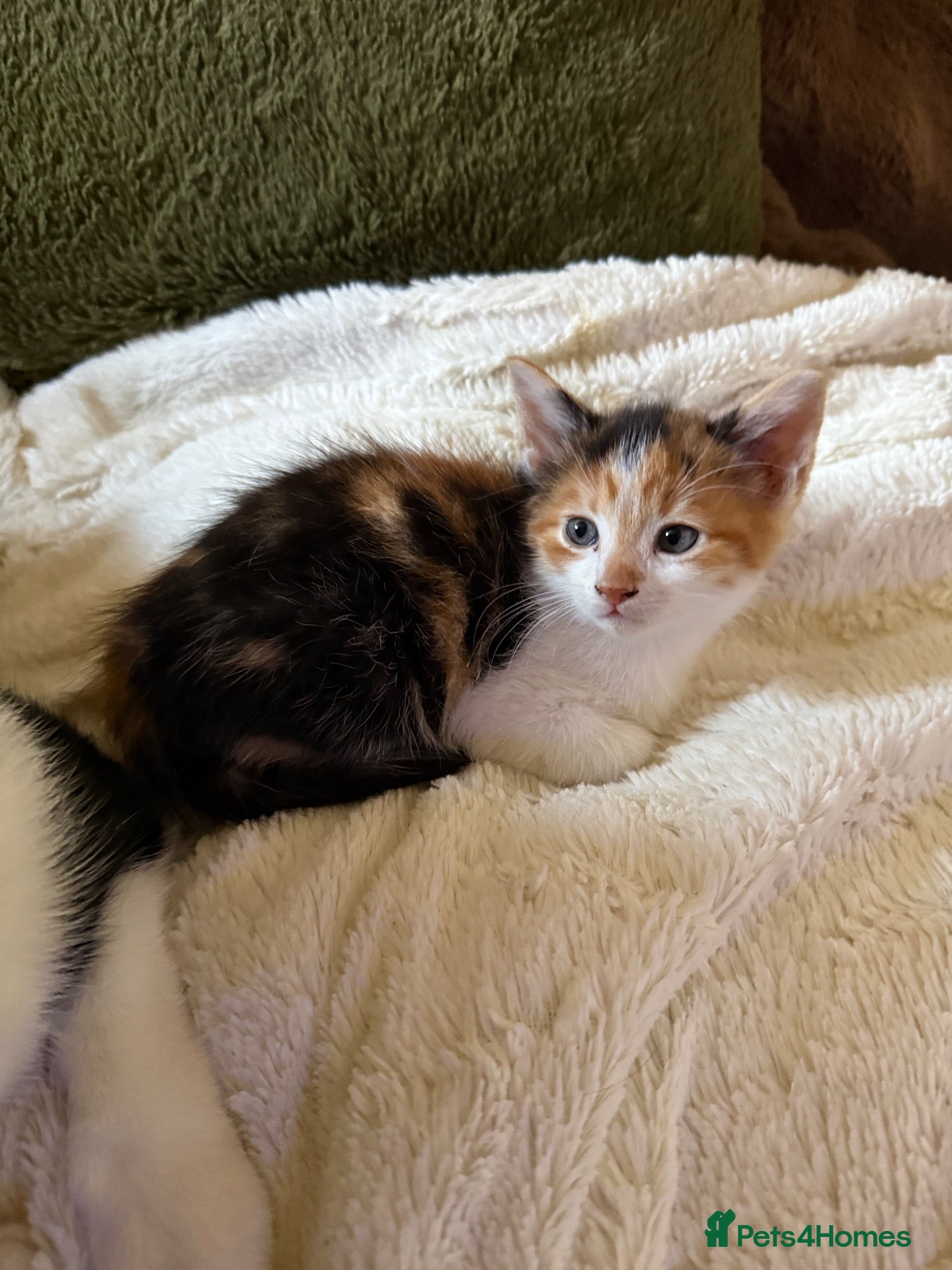 Mixed Breed cats Kittens Manchester Prices £40-£180 - Advert 2