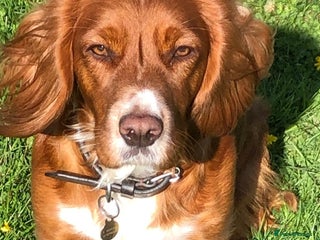 Cocker Spaniel dogs KC Registered Working Cocker Spaniel Puppies - Advert 7