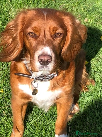 Cocker Spaniel dogs KC Registered Working Cocker Spaniel Puppies - Advert 1