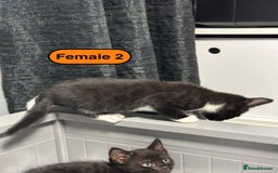 Bengal cats for sale: Gorgeous Bengal X Kittens!! - Image 26