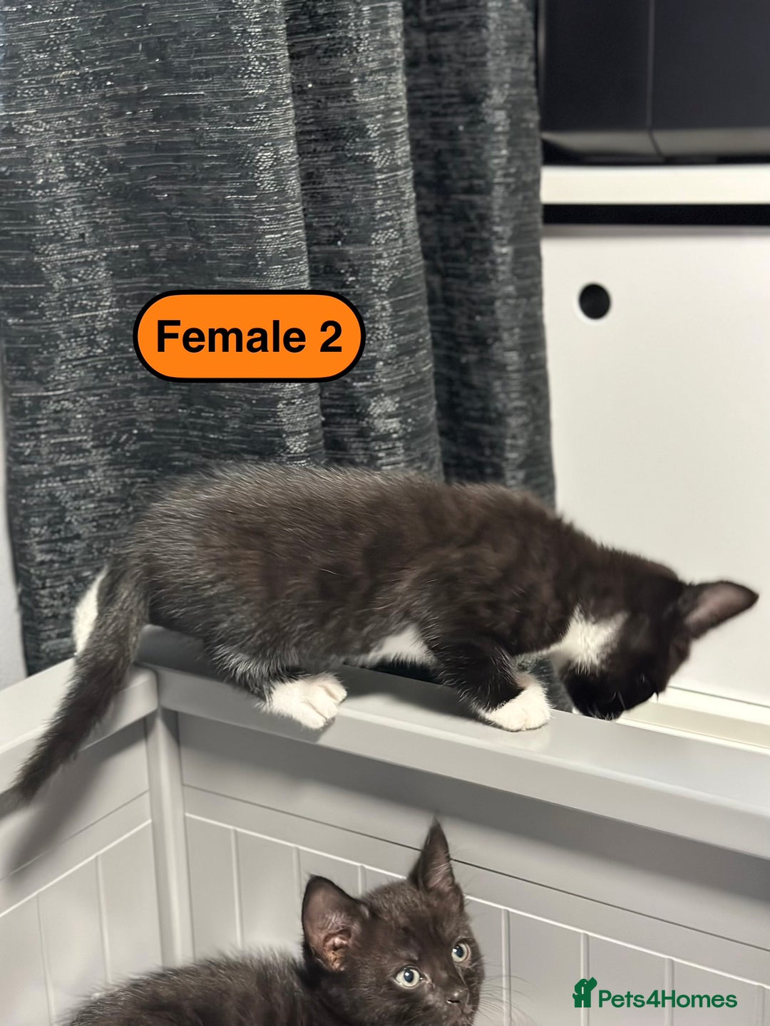Bengal cats for sale: Gorgeous Bengal X Kittens!! - Image 26