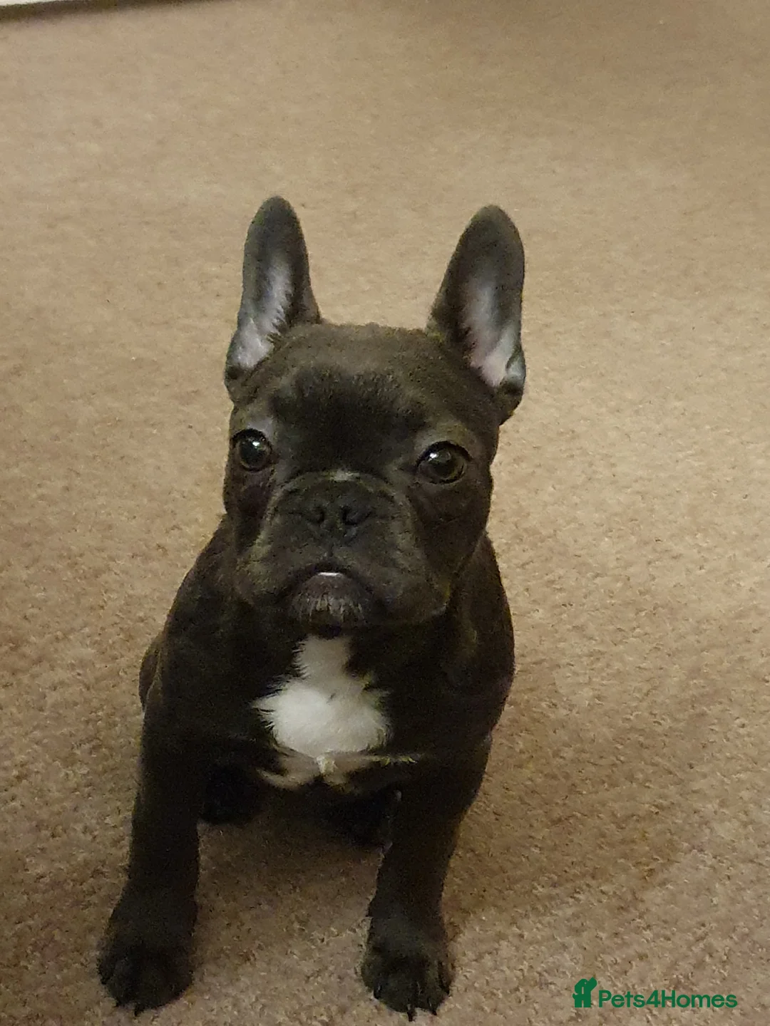 French Bulldog dogs for sale: French bulldog puppy  - Advert 1