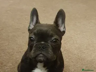 French Bulldog dogs French bulldog puppy - Advert 1