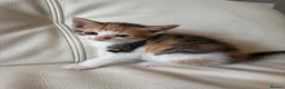 Mixed Breed cats for sale: 4 beautiful kittens  - Advert 14