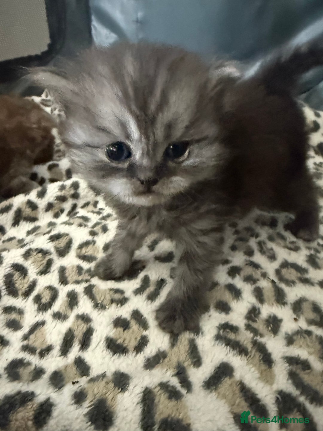 British Shorthair cats for sale: BSH x Fold stunning show kittens  - Advert 21
