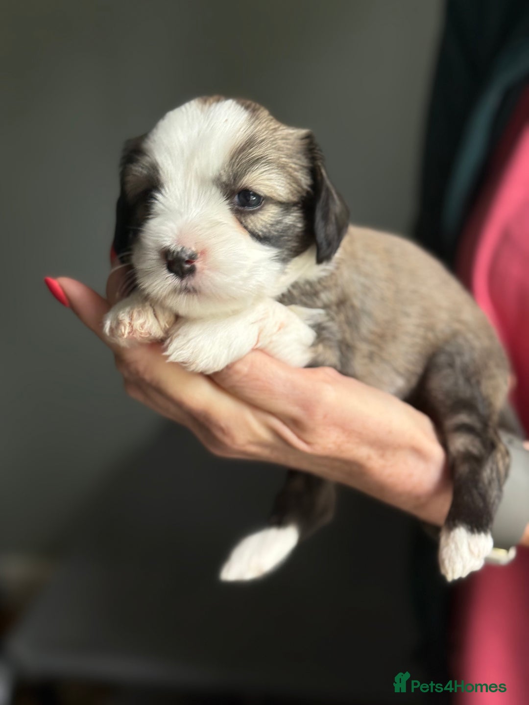 Tibetan Terrier dogs for sale: Gold Sable & White Tibetan Terrier Girl - Image 2