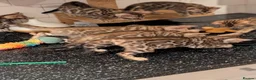 Bengal cats for sale: 🔥✨Pedigree TICA-Registered Bengals - Advert 15